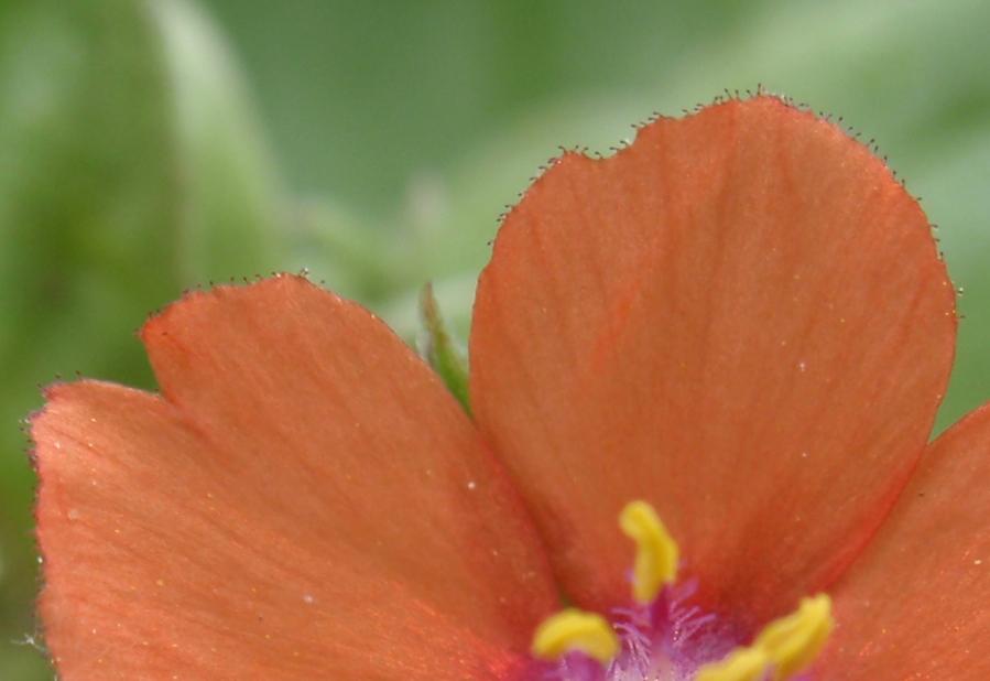 Lysimachia (=Anagallis) arvensis / Mordigallina