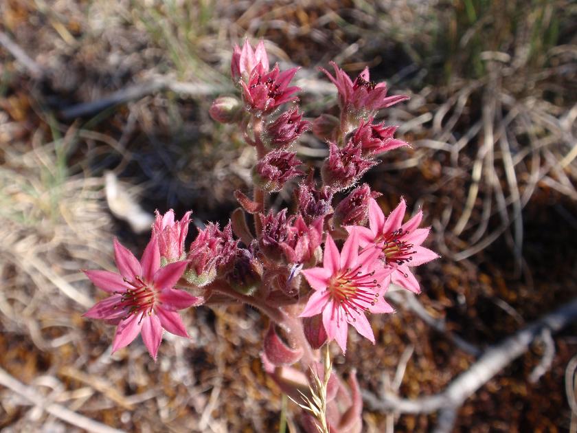 Sempervivum arachnoideum