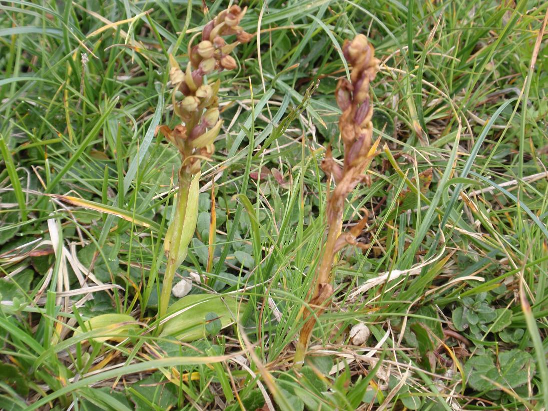 Orchidea dal Trentino: Coeloglossum viride ??