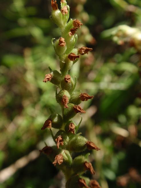 Orchidea dal Trentino:  Goodiera repens ??