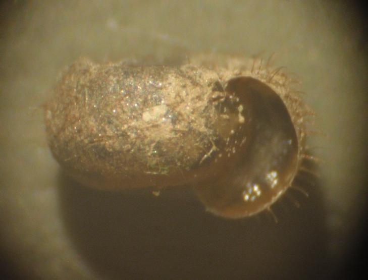 Piccola lumachina pelosa: Helicodonta obvoluta