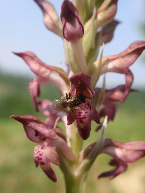 Anacamptis coriophora con impollinatori e...