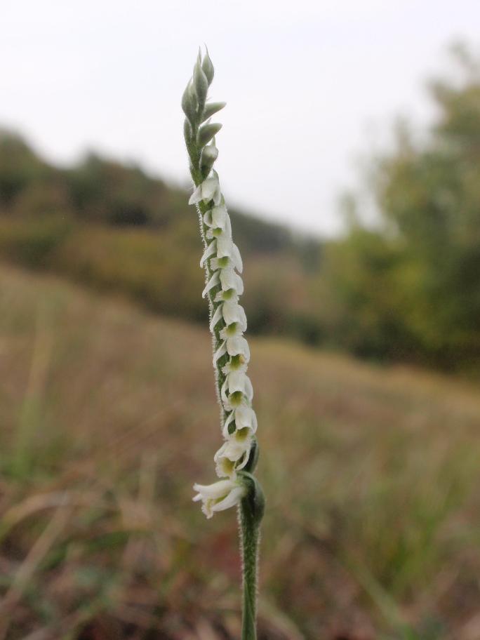 Ancora Spiranthes spiralis