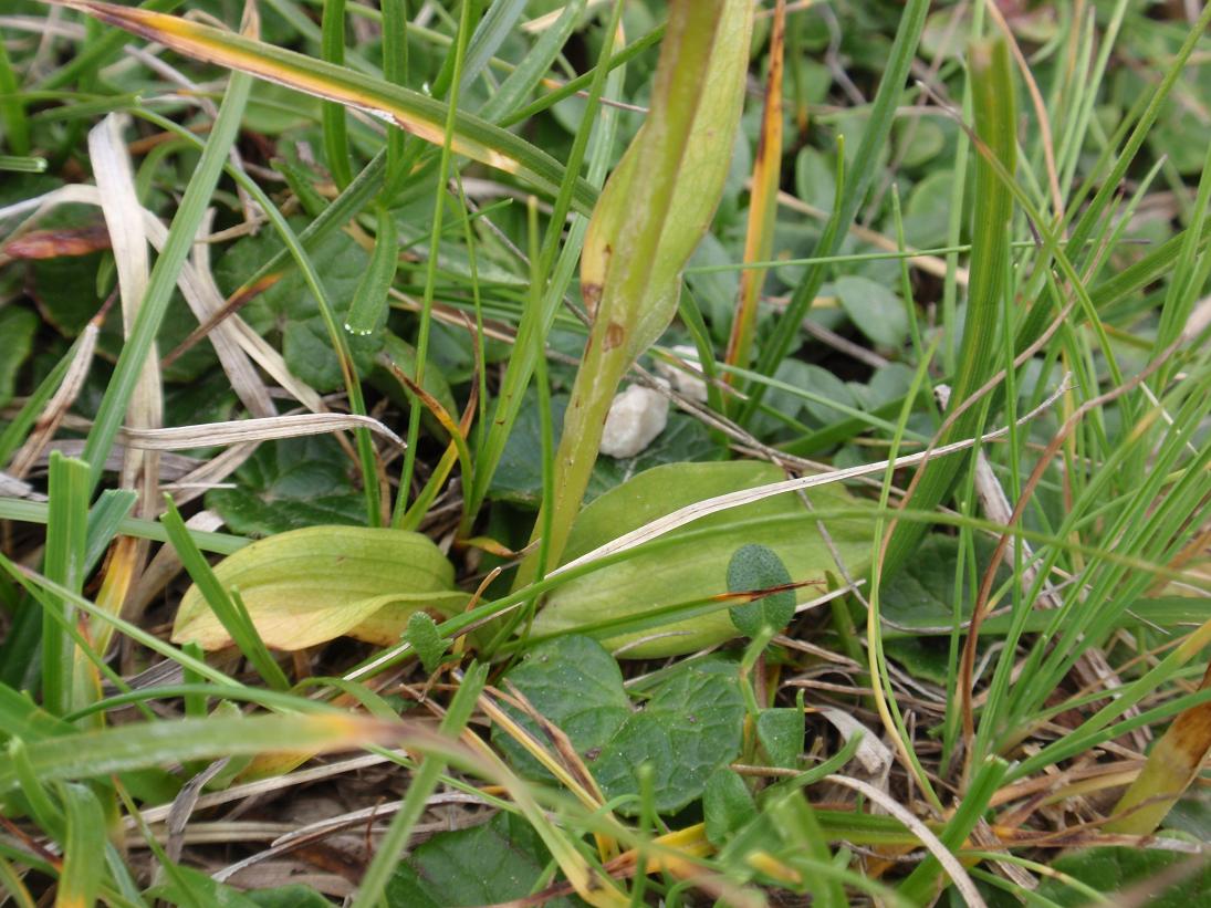 Orchidea dal Trentino: Coeloglossum viride ??