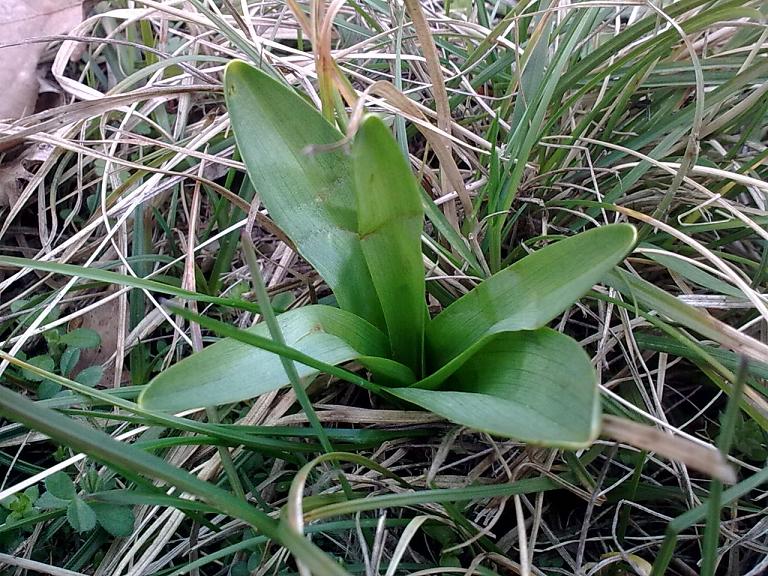 Rosette basali... da identificare!