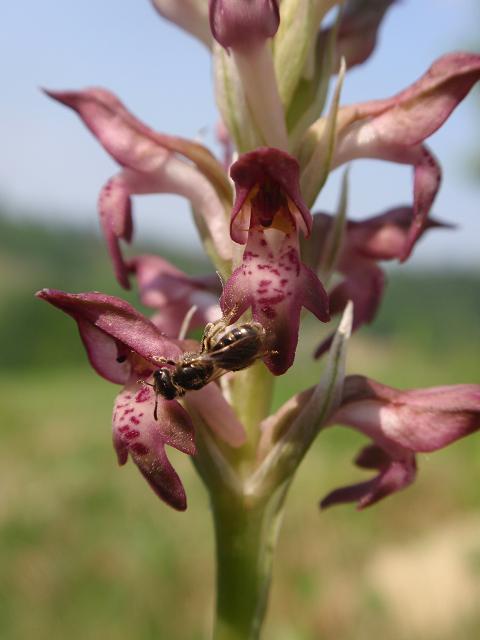 Anacamptis coriophora con impollinatori e...