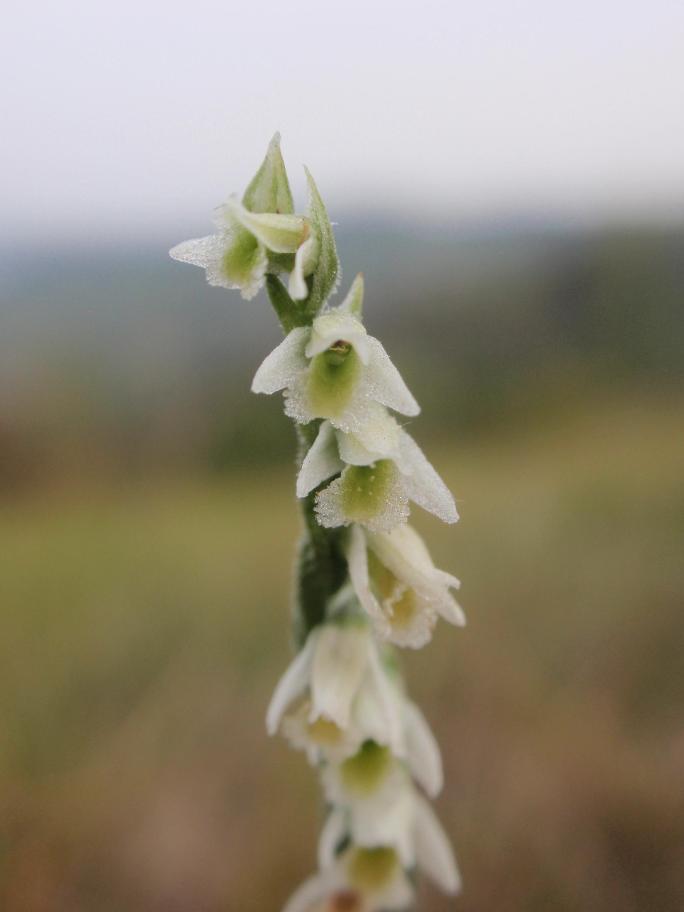 Ancora Spiranthes spiralis