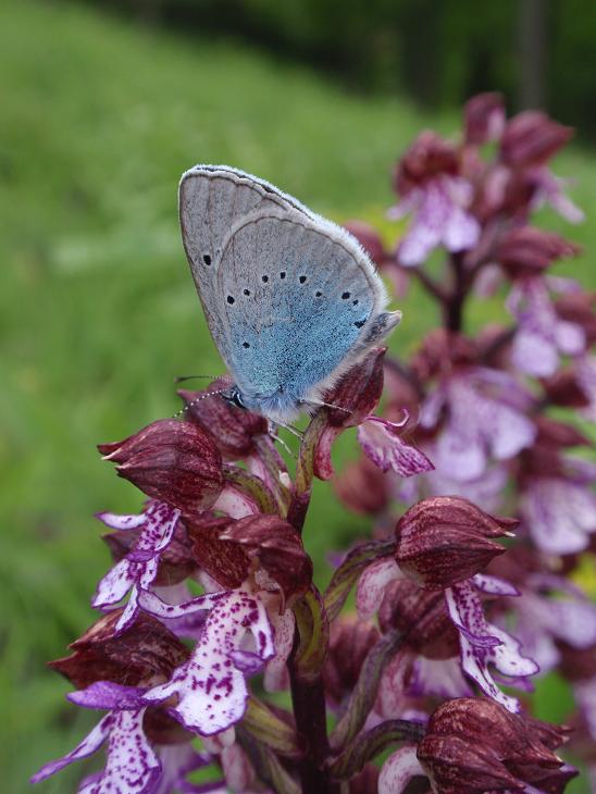 Una distesa di purpurea!