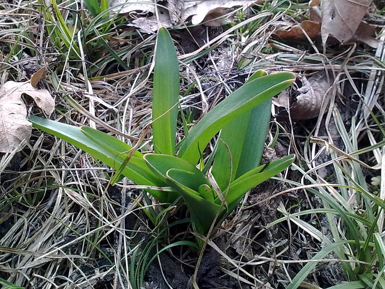 Rosette basali... da identificare!