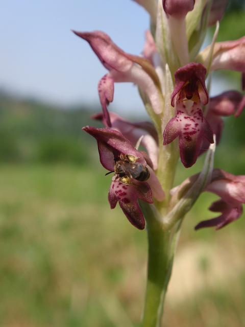 Anacamptis coriophora con impollinatori e...