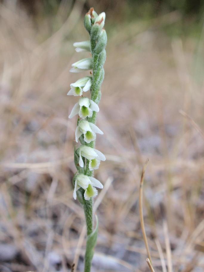 Ancora Spiranthes spiralis