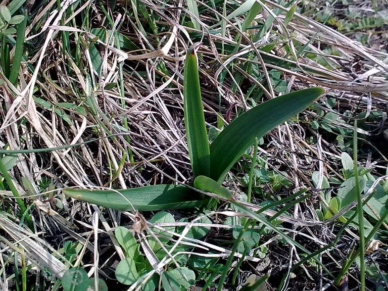 Rosette basali... da identificare!