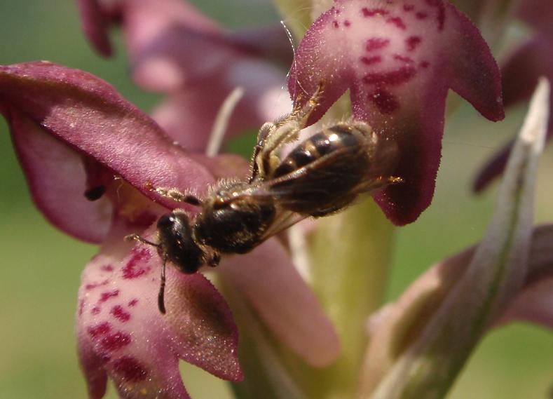 Anacamptis coriophora con impollinatori e...