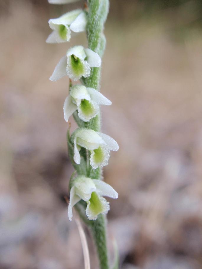 Ancora Spiranthes spiralis