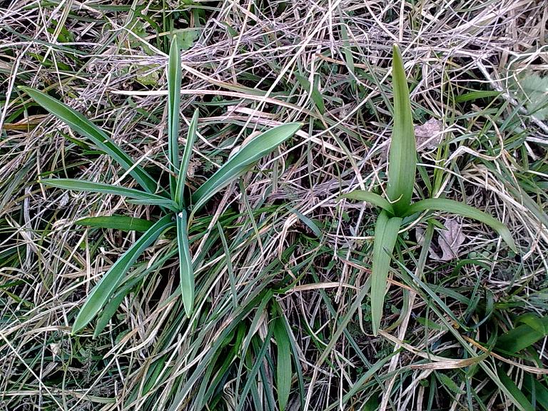 Rosette basali... da identificare!