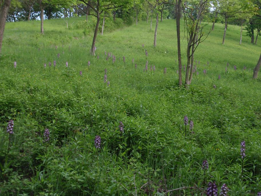 Una distesa di purpurea!