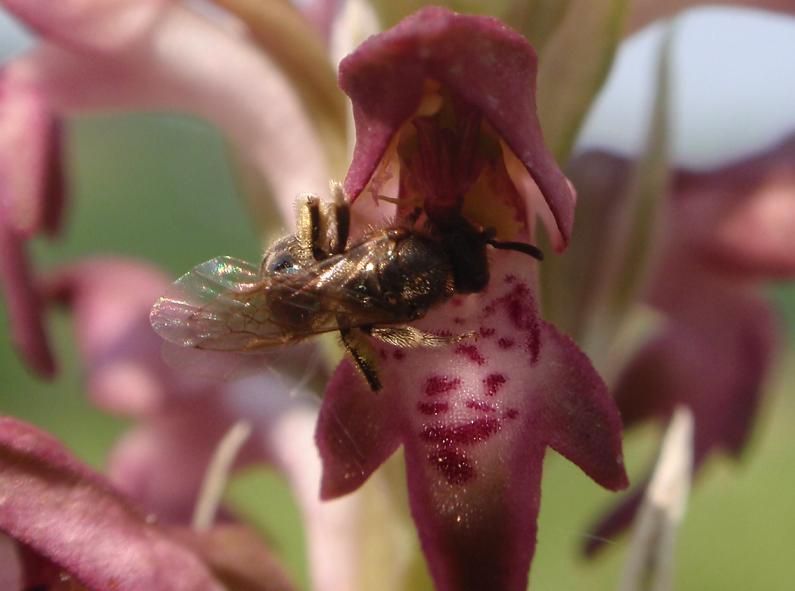 Anacamptis coriophora con impollinatori e...