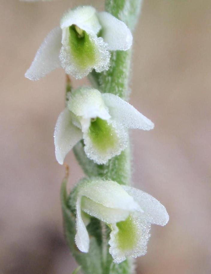 Ancora Spiranthes spiralis