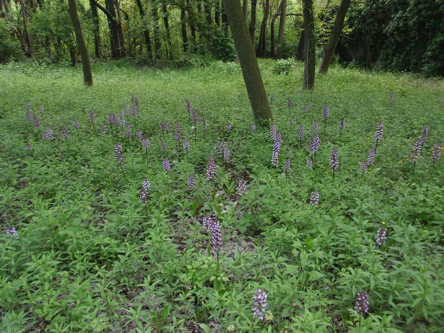 Una distesa di purpurea!