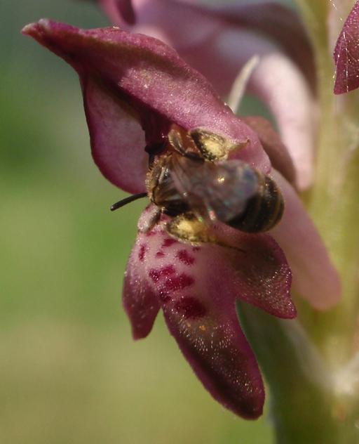 Anacamptis coriophora con impollinatori e...