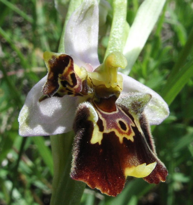 Ophrys holosericea subsp. tetraloniae?