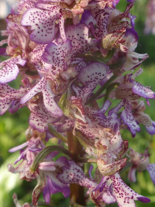 Orchis purpurea mostruosamente bella!