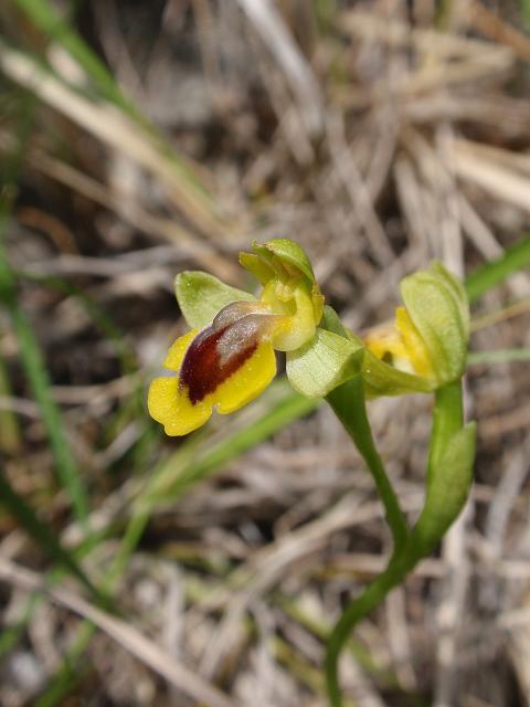 Escursione orchidofila nelle Langhe  (15 maggio)