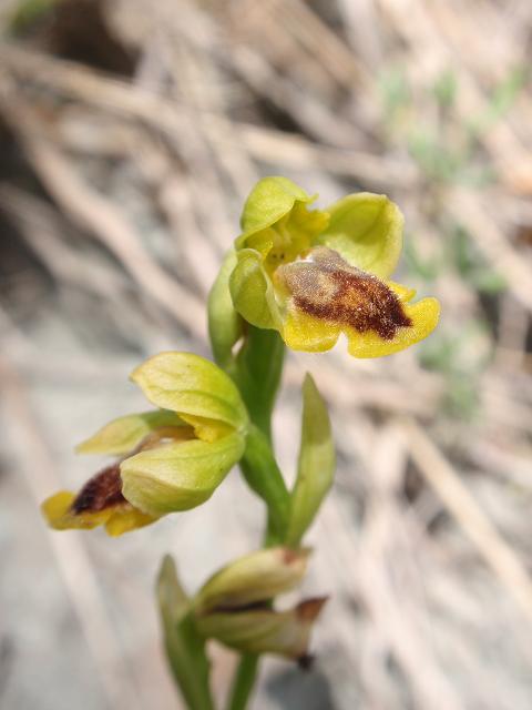 Escursione orchidofila nelle Langhe  (15 maggio)