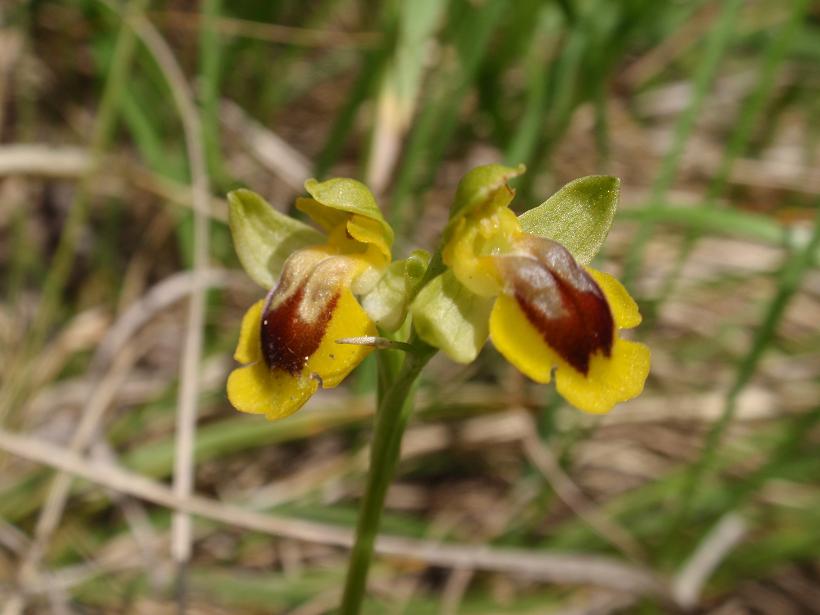 Escursione orchidofila nelle Langhe  (15 maggio)