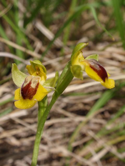 Escursione orchidofila nelle Langhe  (15 maggio)