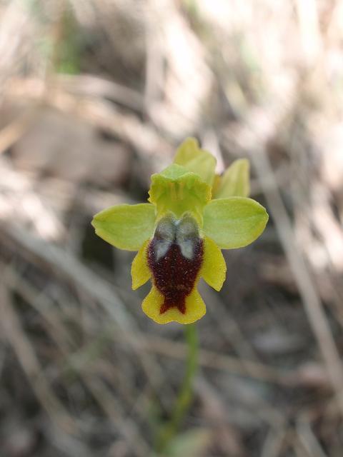 Escursione orchidofila nelle Langhe  (15 maggio)