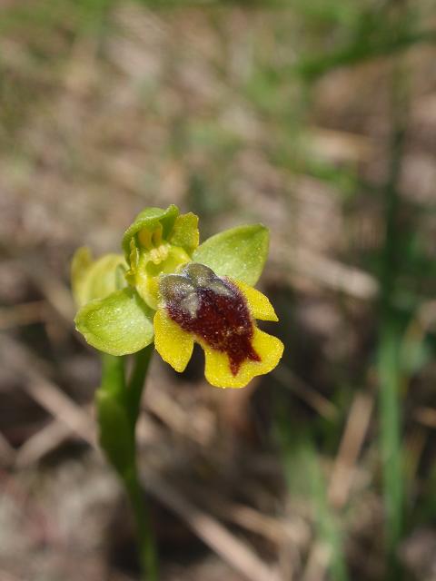 Escursione orchidofila nelle Langhe  (15 maggio)