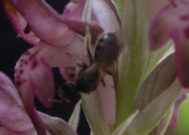 Lasioglossum sp.  (Apidae Halictinae)