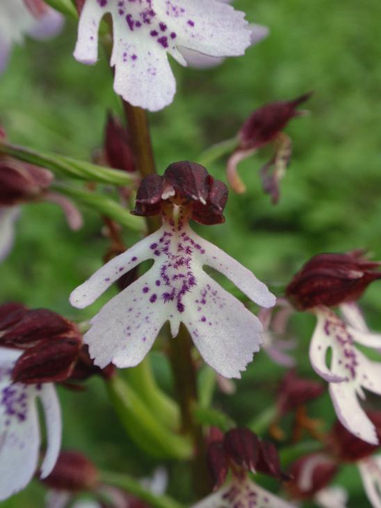 Una distesa di purpurea!