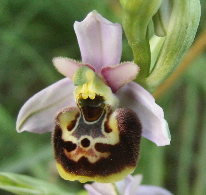 Ophrys holosericea subsp. tetraloniae?