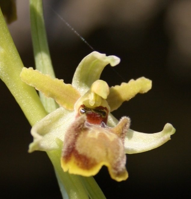 Ophrys massiliensis