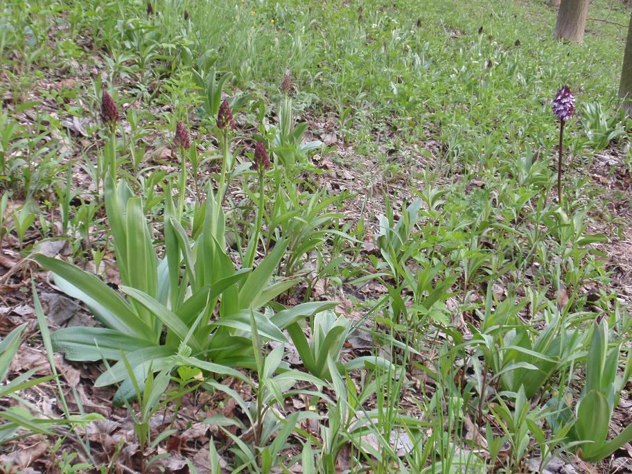 Prima Orchis purpurea in Piemonte