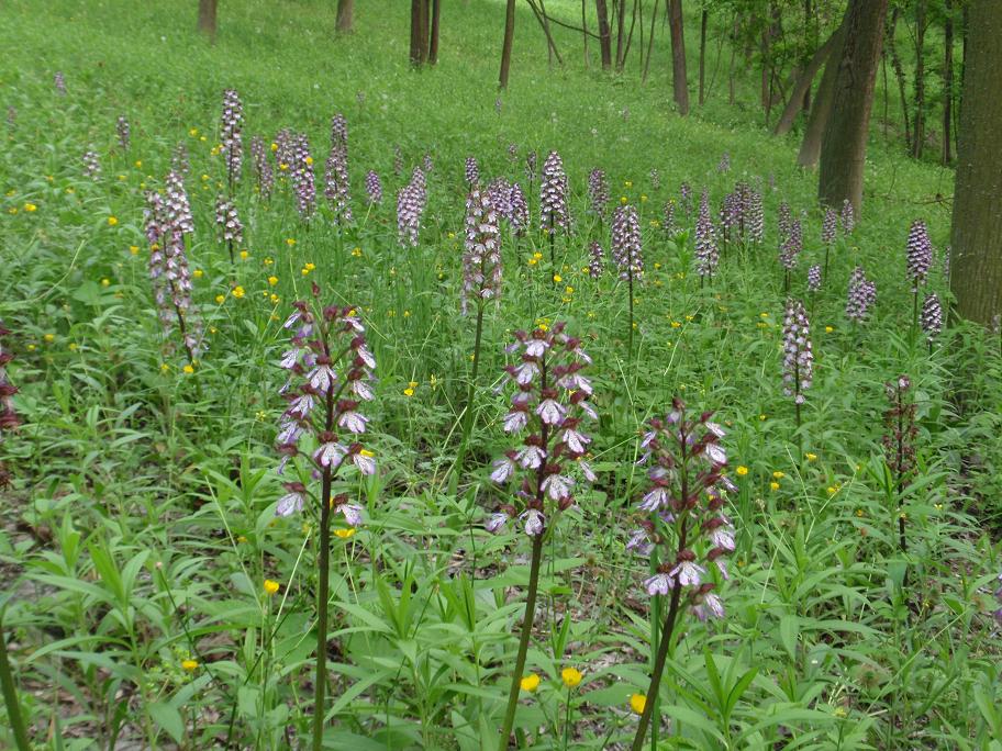 Una distesa di purpurea!