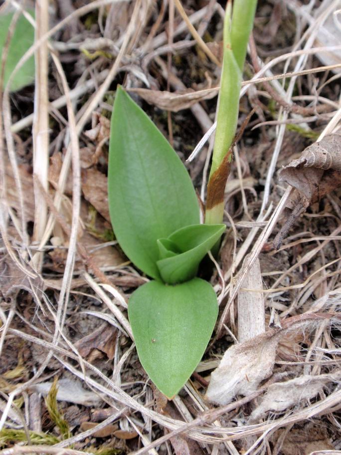 Ancora Spiranthes spiralis