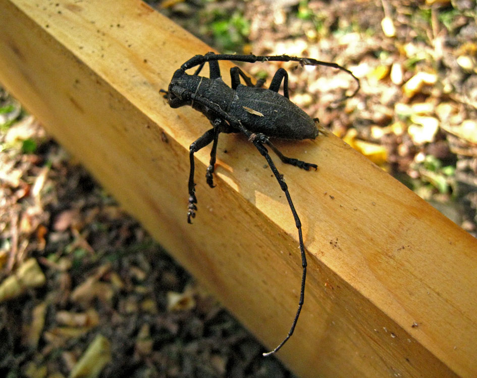 Cerambyx cerdo? No. Morimus asper