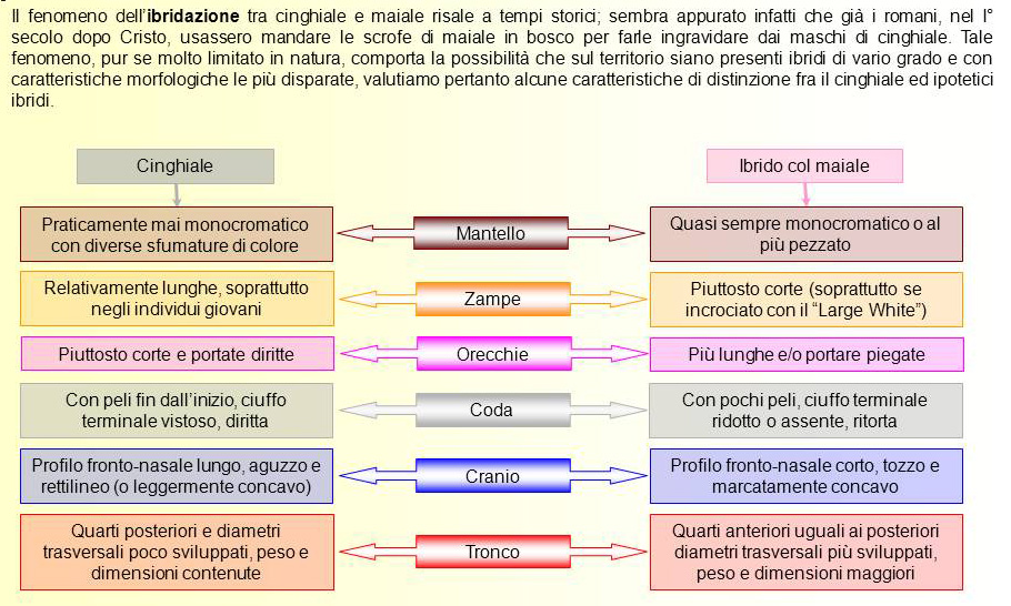 Il cinghiale: problema o risorsa?