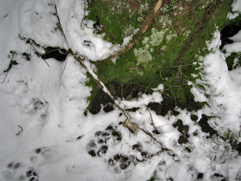 La lince nell'' Appennino centrale