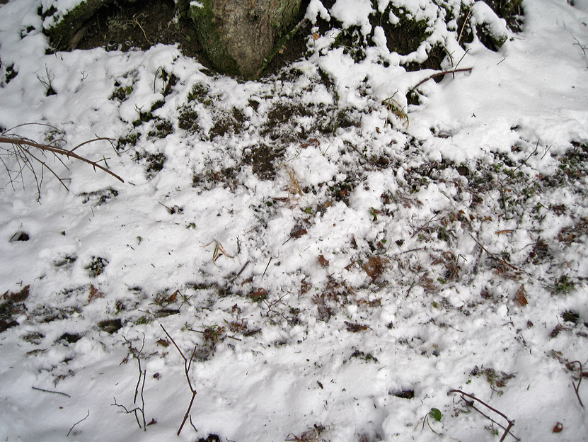 La lince nell'' Appennino centrale