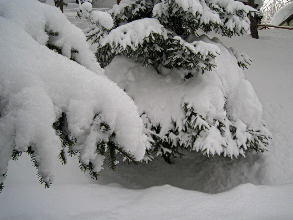 La neve in Abruzzo fa  strage di cervi e caprioli