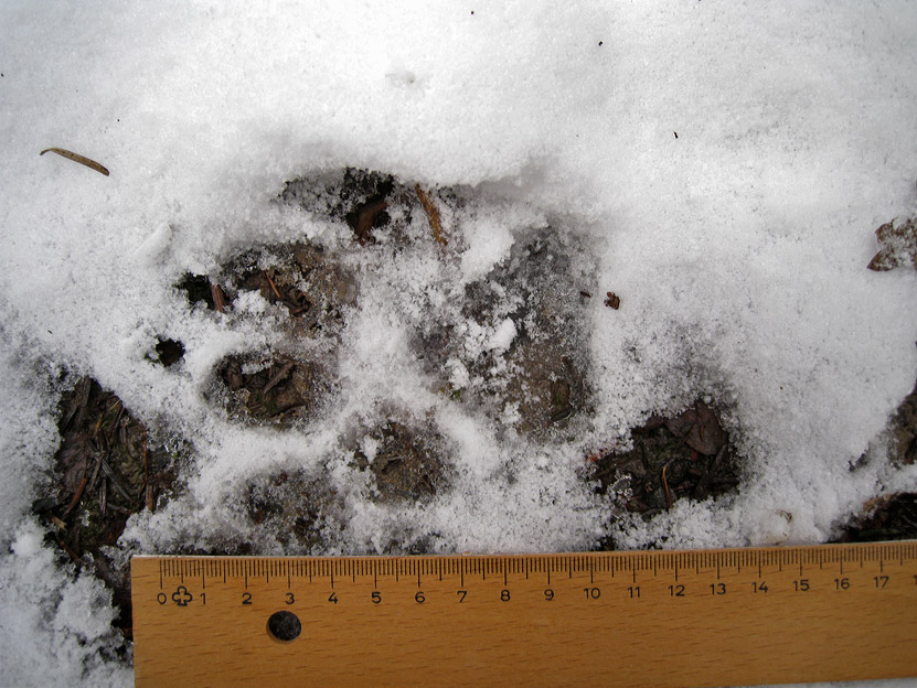 La lince nell'' Appennino centrale