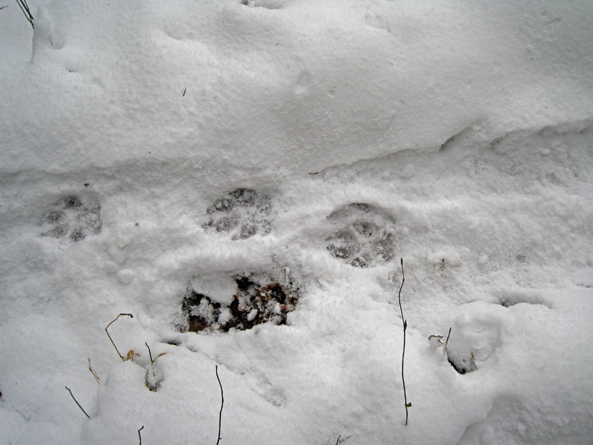 La lince nell'' Appennino centrale