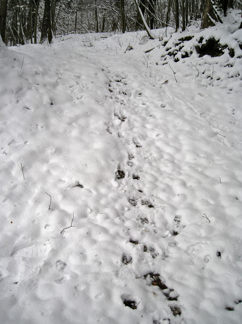 La lince nell'' Appennino centrale