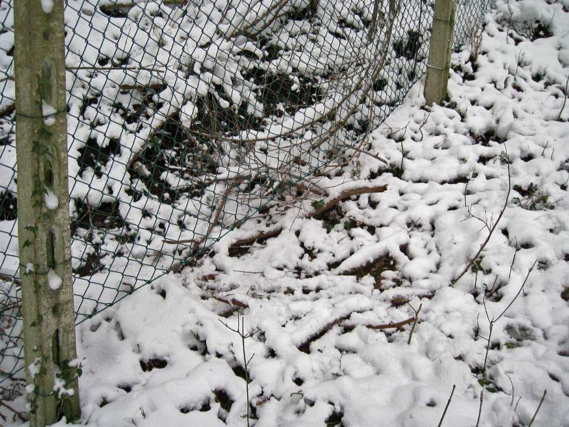 La lince nell'' Appennino centrale