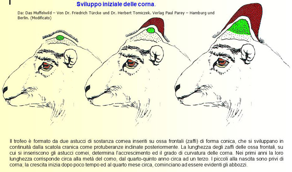 Piccola diatriba sulle fatte degli ungulati