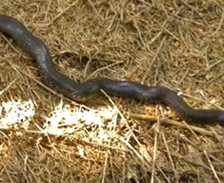 Saettone della Val Pesarina  ( Zamenis longissimus)